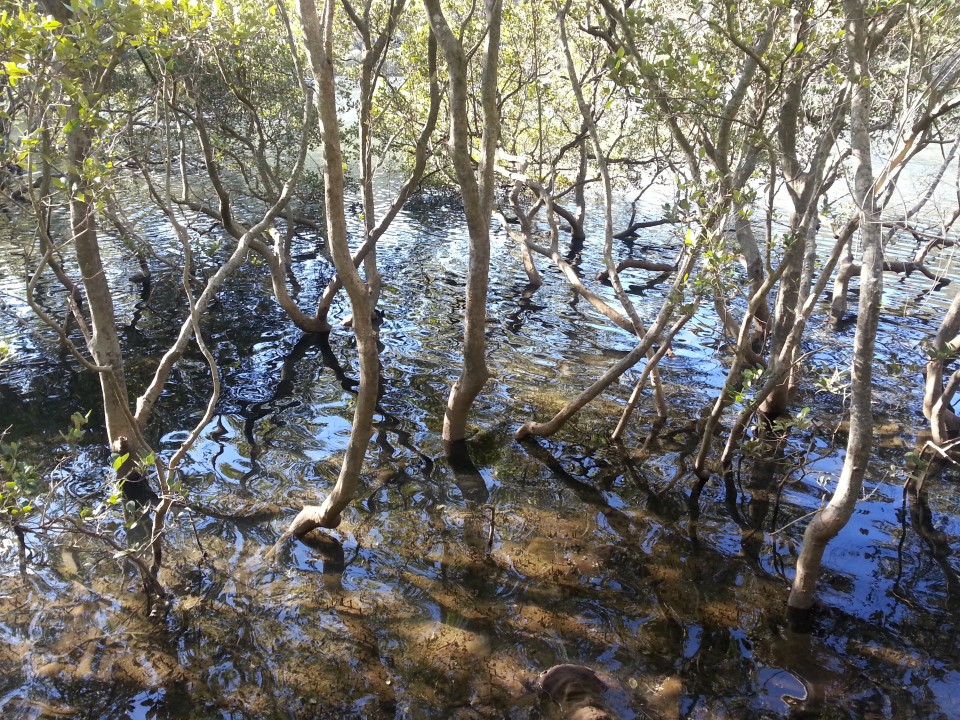 Magazine Track mangroves